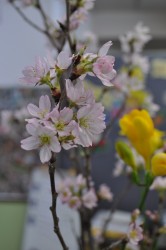 sakura