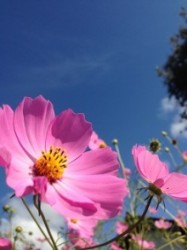 t02200294_0245032713081987400