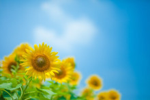 t02200147_0640042713724890643