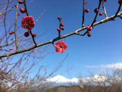 IMG_1416